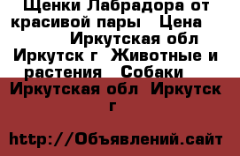  Щенки Лабрадора от красивой пары › Цена ­ 24 000 - Иркутская обл., Иркутск г. Животные и растения » Собаки   . Иркутская обл.,Иркутск г.